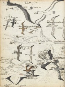 Seabirds, 1778-1779. Creator: Jan Brandes.