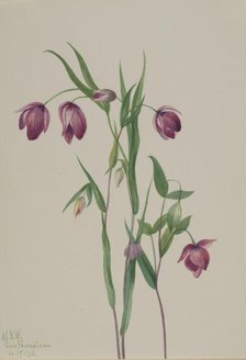 Purple Fairy Lantern (Calochortus anoenum), 1936. Creator: Mary Vaux Walcott.