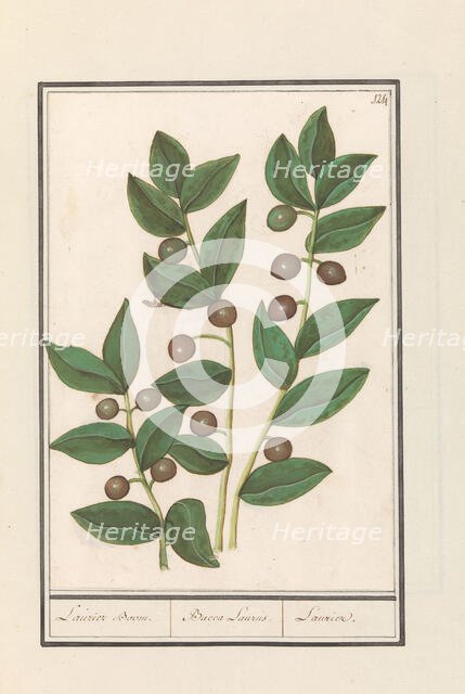 Olive (Olea europaea), 1596-1610. Creators: Anselmus de Boodt, Elias Verhulst.