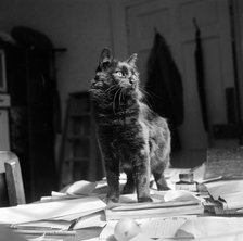 Black shorthair cat standing on papers on a desk, possibly in Newbarn, Isle of Wight, 1960s Artist: John Gay.