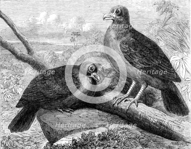 Rare birds From Navigators’ Islands: the Didunculus strigirostris, 1864. Creator: Pearson.