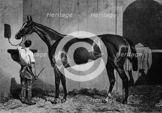 'West Australian', 1850-1870, (1911). Artist: Unknown.