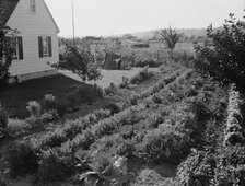 On the Longview homestead project, Cowlitz County, Washington, 1939. Creator: Dorothea Lange.