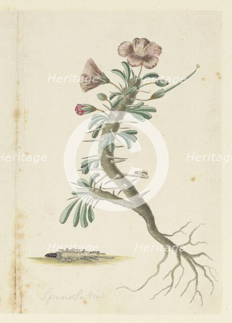 Monsonia Patersonii, 1777-1786. Creator: Robert Jacob Gordon.