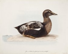 Common Eider, Old Male in Summer, 1865. Creator: Magnus von Wright.