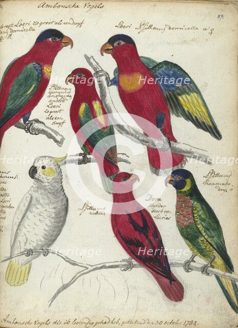 Birds from Ambon, 1784. Creator: Jan Brandes.