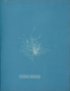 Ceramium diaphanum, ca. 1853. Creator: Anna Atkins.