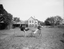 Oliver W., the famous trotting ostrich, Florida Ostrich Farm, Jacksonville, Florida, c1900-1910. Creator: Unknown.