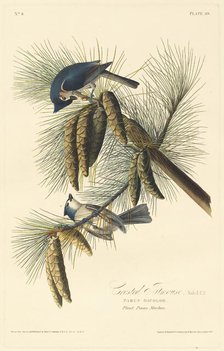Crested Titmouse, 1828. Creator: Robert Havell.