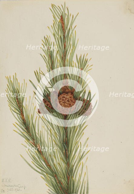 Lodgepole Pine (Pinus Contorta murrayana), 1921. Creator: Mary Vaux Walcott.