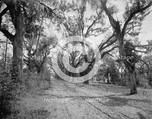 Bonaventure Cemetery, Savannah, Ga., between 1900 and 1906. Creator: William H. Jackson.