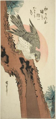 Falcon on a Pine Tree with the Rising Sun, c. 1835. Creator: Ando Hiroshige.