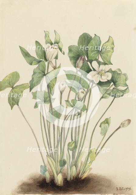 Twinleaf (Jeffersonia diphylla), 1919. Creator: Mary Vaux Walcott.