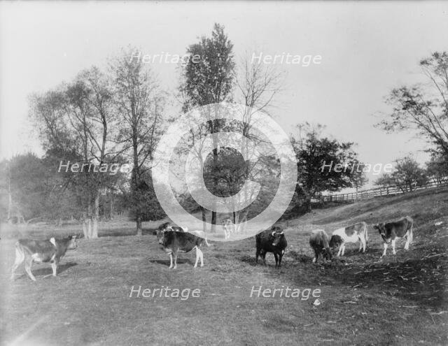 Cow pasture, Mt. Clemens, between 1880 and 1899. Creator: Unknown.