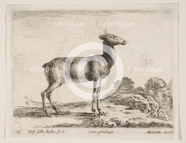Plate 15: doe, from 'Various animals' (Diversi animali), ca. 1641. Creator: Stefano della Bella.