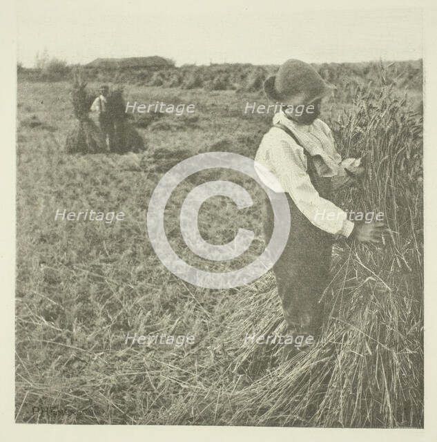 Shocking Corn (Norfolk), c. 1883/87, printed 1888. Creator: Peter Henry Emerson.