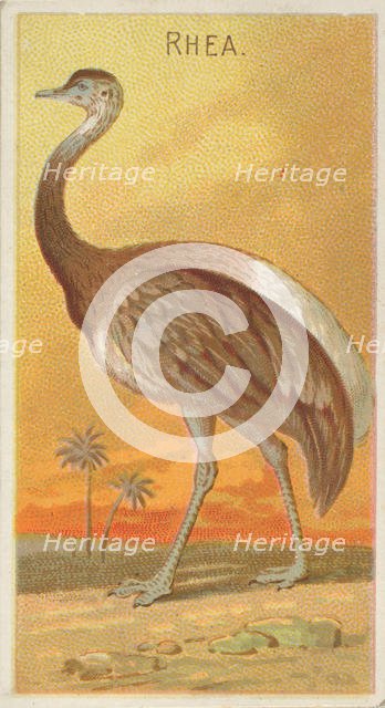 Rhea, from the Birds of the Tropics series (N5) for Allen & Ginter Cigarettes Brands, 1889. Creator: Allen & Ginter.