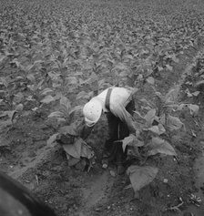 White sharecropper priming tobacco early in the morning, Shoofly, North Carolina, 1939. Creator: Dorothea Lange.