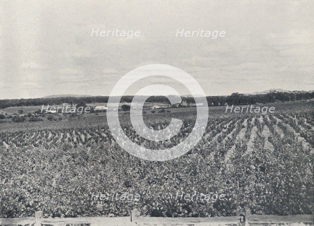 'An Australian Vineyard', 1923. Creator: Unknown.