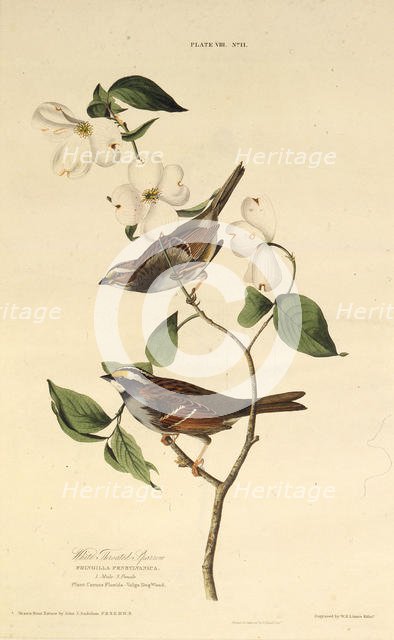 The white-throated sparrow. From "The Birds of America", 1827-1838. Creator: Audubon, John James (1785-1851).