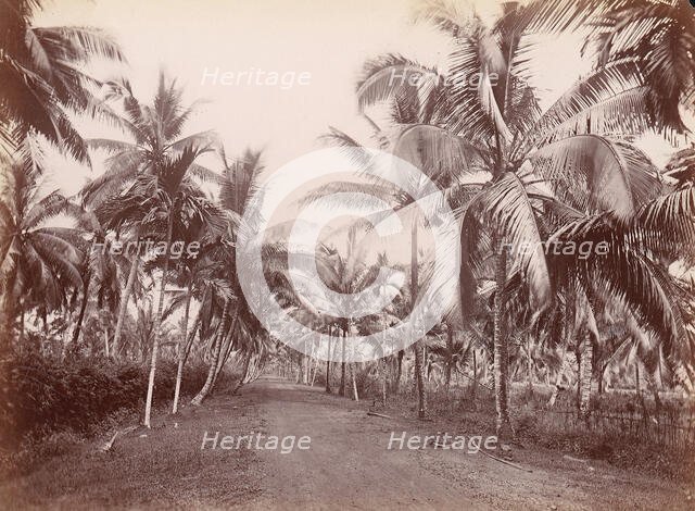 Chancery Lane, 1860s-70s. [Palm trees]. Creator: Unknown.