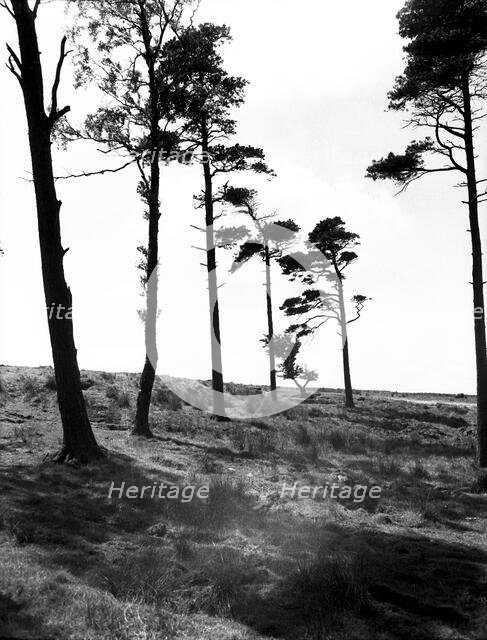 Hipswell Moor, North Riding, Yorkshire, c1955.  Creator: Arthur Charles Kirby Ware.