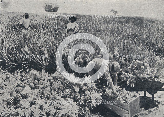 'Pine-Apple Field, Queensland', 1923. Creator: Unknown.