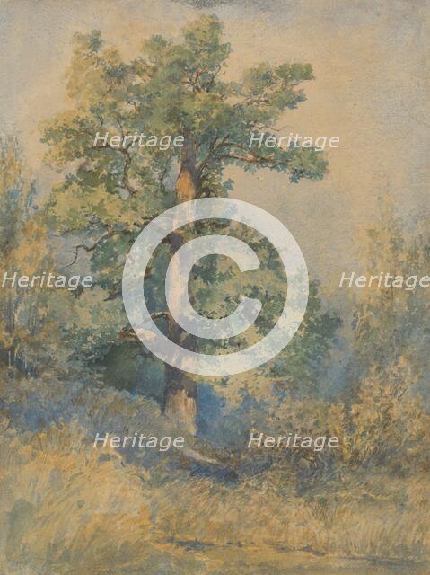 Tree, 1872. Creator: Ladislav Mednyanszky.