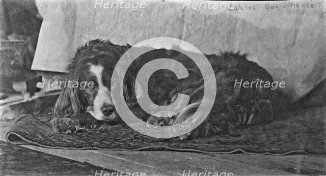 Eakins's Dog "Harry", c. 1880-1890. Creator: Thomas Eakins.