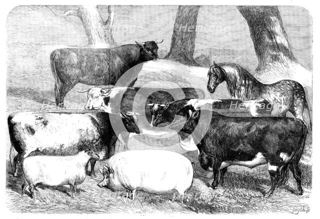 Prize Animals exhibited at the Meeting of the Royal Agricultural Society at Chester, 1858. Creator: Smyth.