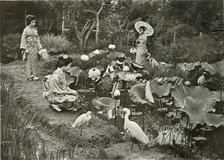 'In Lotus-Land', 1910. Creator: Herbert Ponting.