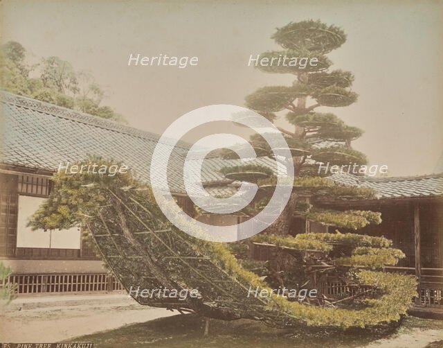 Pine Tree, Kinkakuji, about 1875-1890s. Creator: Adolfo Farsari.