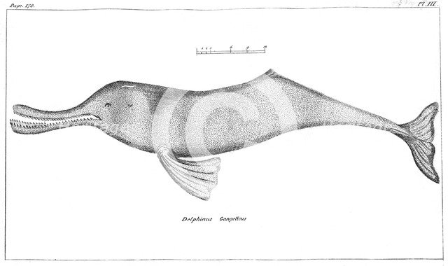 Delphinus Gangeticus (Ganges River Dolphin), 1799. Artist: Unknown