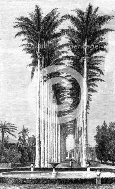 'The Great Avenue of Palms in the Botanical Gardens; Rio De Janeiro and the Organ Mountains', 1875. Creator: Thomas Woodbine Hinchliff.