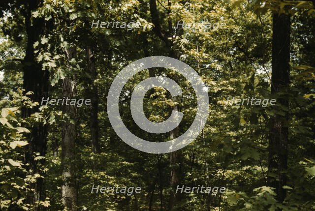 Trees in a reforestation project, Md.?, between 1941 and 1942. Creator: Unknown.