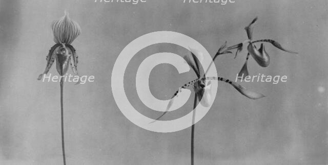 White House orchids, between 1889 and 1906. Creator: Frances Benjamin Johnston.