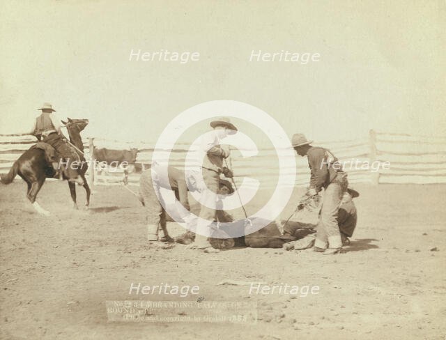 Branding calves on roundup, 1888. Creator: John C. H. Grabill.
