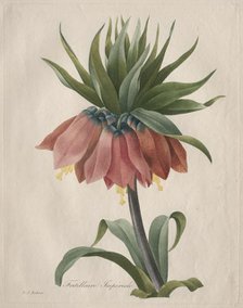 Crown Imperial Fritillary, 1827. Creator: Henry Joseph Redouté (French, 1766-1853).