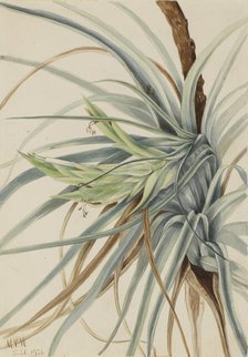 Wild Pineapple (Tillandsia fasciculata), 1921. Creator: Mary Vaux Walcott.