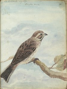 Dutch bird, (Fringilla), 1770-1787. Creator: Jan Brandes.
