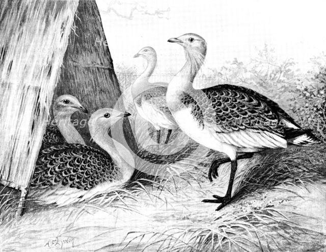 Great Bustards recently added to the Zoological Society’s Gardens, 1890. Creator: George Meisenbach.