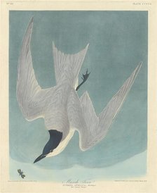 Marsh Tern, 1838. Creator: Robert Havell.