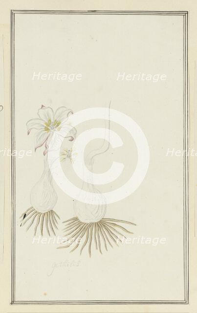 Gethyllis sp. (Kukumakranka), 1777-1786. Creator: Robert Jacob Gordon.