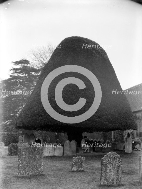 Yew tree in the churchyard of St Mary's church, Twyford, Hampshire, 1927. Artist: Nathaniel Lloyd