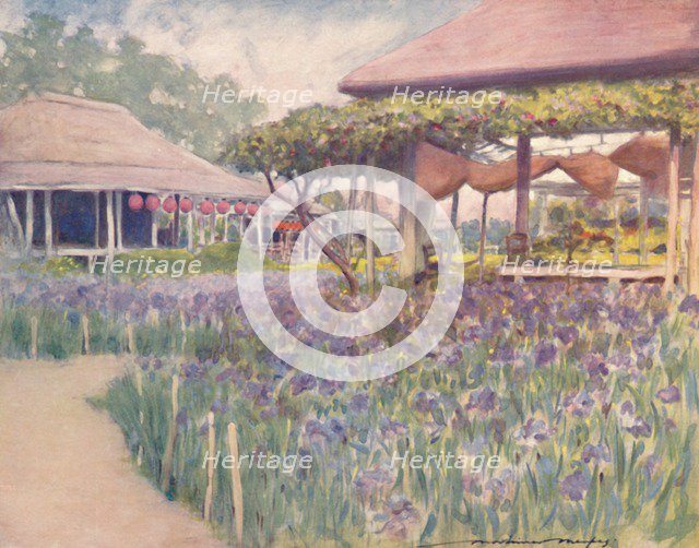 'An Iris Garden', 1903. Artist: Mortimer L Menpes.