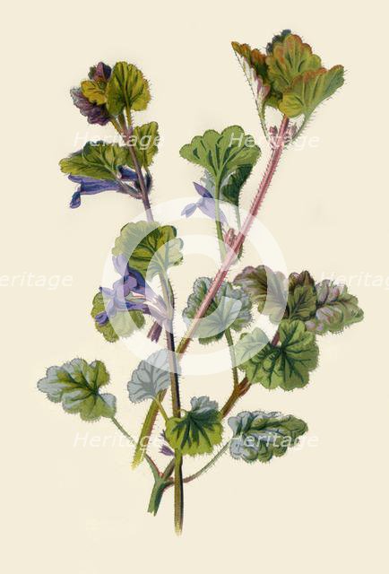 'Ground Ivy', 1877. Creator: Frederick Edward Hulme.