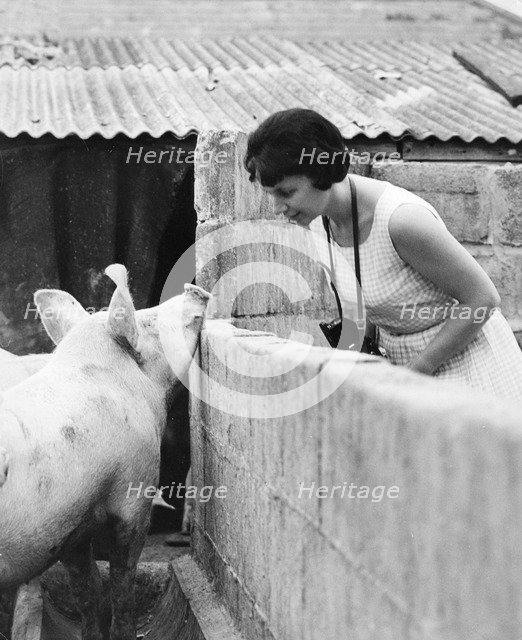 Woman and pig, 1960s.