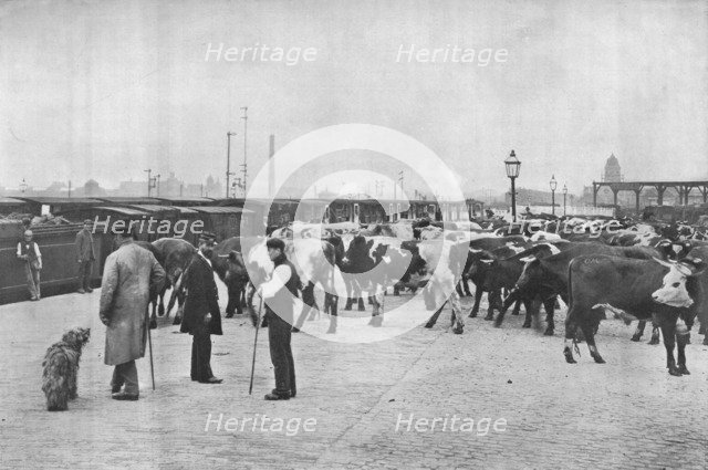 Detraining cattle, LNWR depot, York Road, London, c1903 (1903). Artist: Unknown.