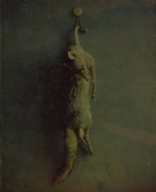 Fox, ca. 1870. Creator: Louis Ducos Du Hauron.