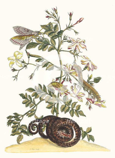 Jasminum grandiflorum. From the Book Metamorphosis insectorum Surinamensium, 1705. Creator: Merian, Maria Sibylla (1647-1717).